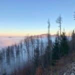 Sonne über dem Nebel mit Bäumen